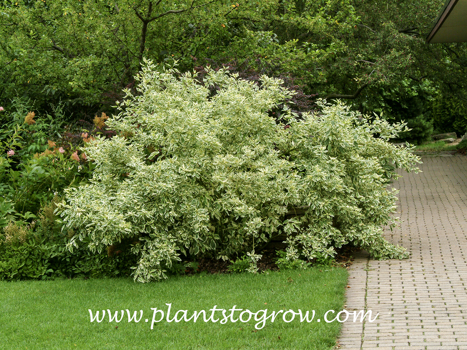 Silver and Gold Dogwood (Cornus stolonifera)